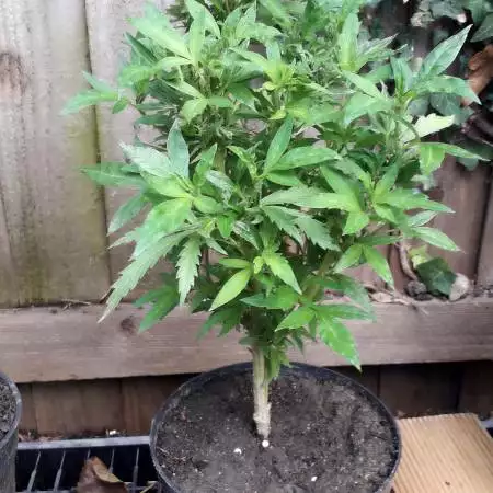 #1 bagseed