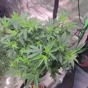 Pink cocaine/Feed me genetics
