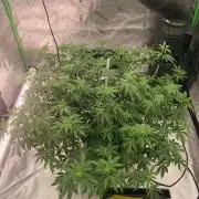 Purple milk x Gen x/loonatixz Genetixz