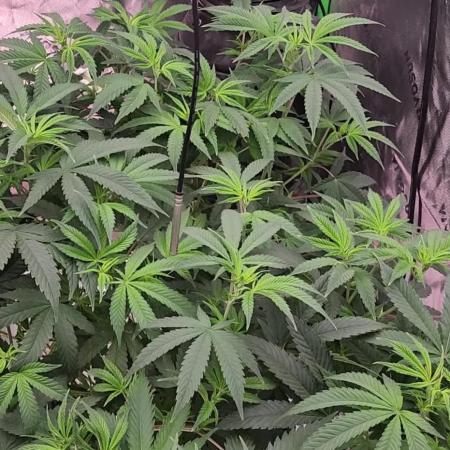 Grape balls of fire/Ginger roots