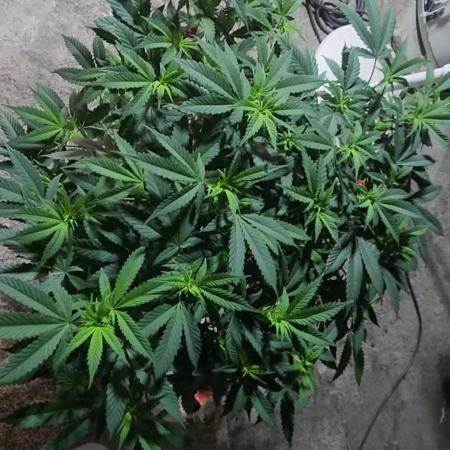 Pink cocaine/Feed me genetics