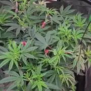 Grape balls of fire/Ginger roots