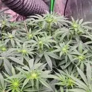 Grape balls of fire/Ginger roots