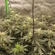 Pink cocaine/Feed me genetics