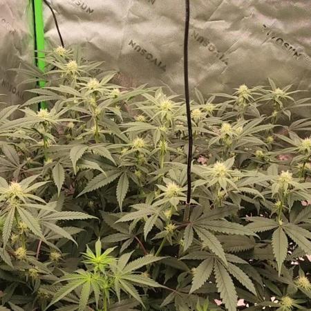 Pink cocaine/Feed me genetics