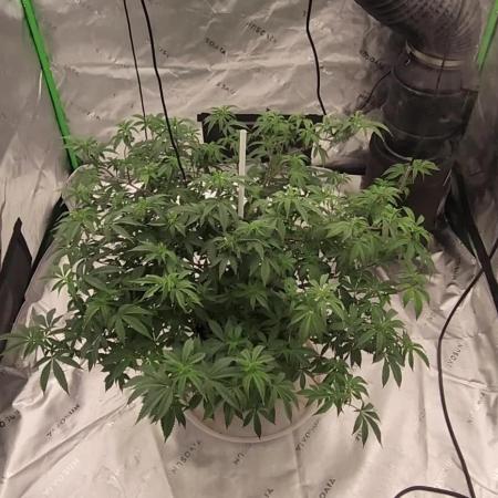 Purple milk x Gen x/loonatixz Genetixz