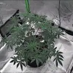 Donvito Genetics/Loonatixz Genetixz