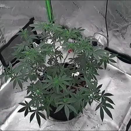 Donvito Genetics/Loonatixz Genetixz