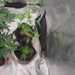 Pink cocaine/Feed me genetics