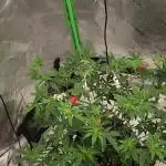 Purple milk x Gen x/loonatixz Genetixz