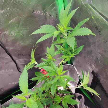 Pink cocaine/Feed me genetics