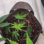 Pink cocaine/Feed me genetics