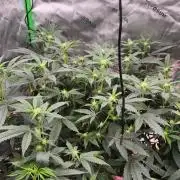 Pink cocaine/Feed me genetics