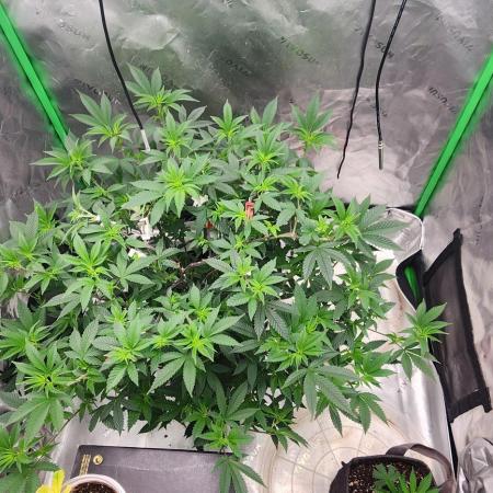 Purple milk x Gen x/loonatixz Genetixz