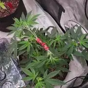 Grape balls of fire/Feed me Genetics