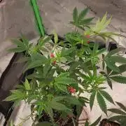 Pink cocaine/Feed me genetics