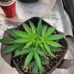 Grape balls of fire/Feed me Genetics