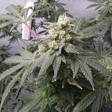 Frozn BlackCherry/Amherst SourD/AllGasOG