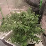 Purple milk x Gen x/loonatixz Genetixz