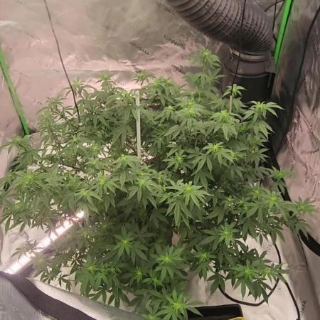 Purple milk x Gen x/loonatixz Genetixz