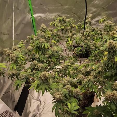 Donvito Genetics/Walipini Genetics