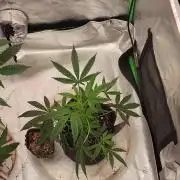 Grape balls of fire/Feed me Genetics