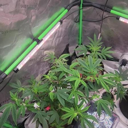 Pink cocaine/Feed me genetics