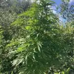 Purple Monster on the way
