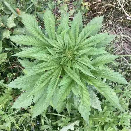 Purple Monster on the way