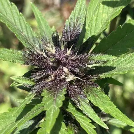 Purple Drink?