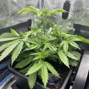 Sticky Broccoli 🥦 Eternity GrowCup