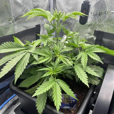 Sticky Broccoli 🥦 Eternity GrowCup