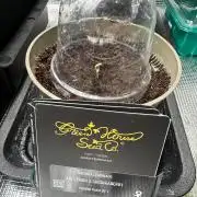 Canna-Community-Grow Shishka Lemonade 🍋