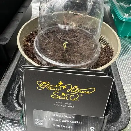Canna-Community-Grow Shishka Lemonade 🍋