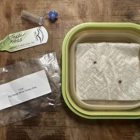 The Sweet White Candy One