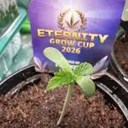 Sticky Broccoli 🥦  Eternity Grow Cup