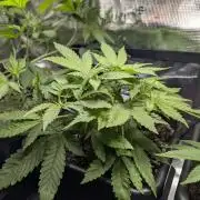 Canna-Community-Grow Shishka Lemonade 🍋