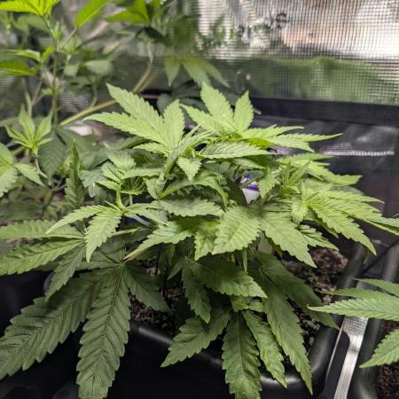 Canna-Community-Grow Shishka Lemonade 🍋