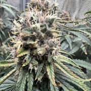 The Sweet White Candy One