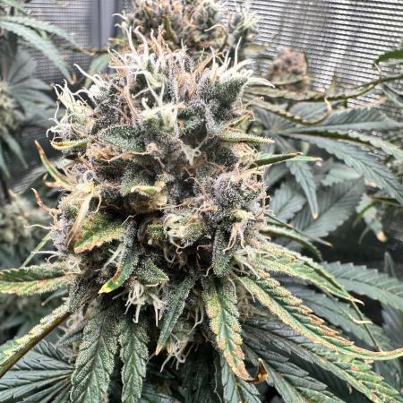 The Sweet White Candy One