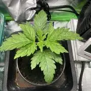 Sticky Broccoli 🥦 Eternity GrowCup