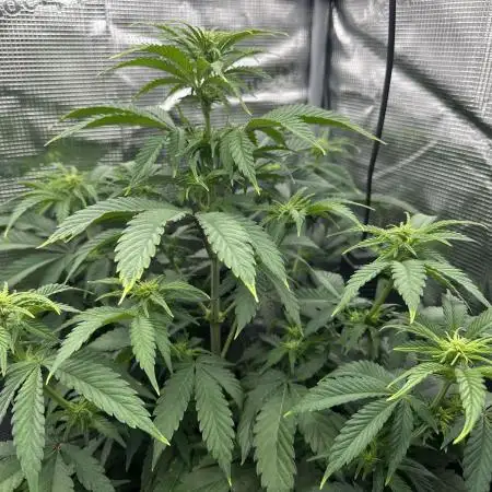 Sticky Broccoli 🥦 Eternity GrowCup