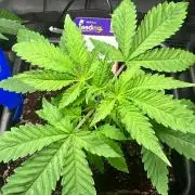 Canna-Community-Grow Shishka Lemonade 🍋