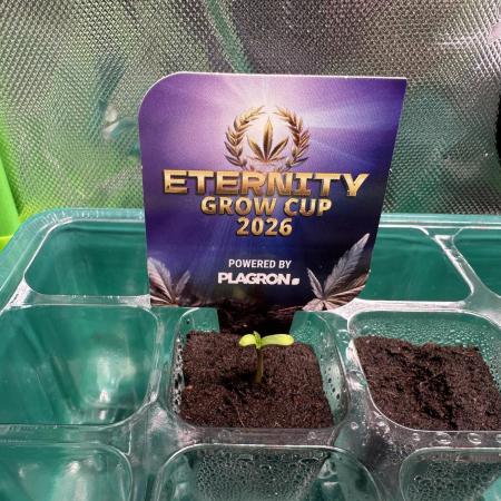 Sticky Broccoli 🥦  Eternity Grow Cup