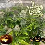 Fast-Buds Lemonpaya