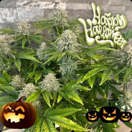 Fast-Buds Lemonpaya