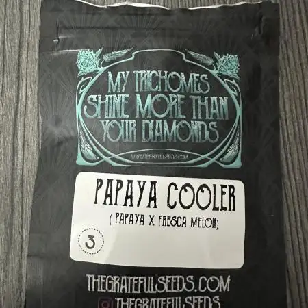 Papaya Cooler 😎