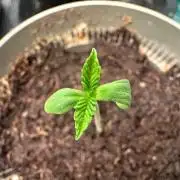Canna-Community-Grow Shishka Lemonade 🍋