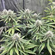 The Sweet White Candy One