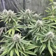 The Sweet White Candy One